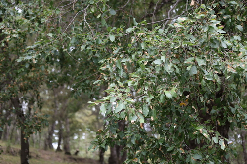 Nothofagus obliqua, photograph 4