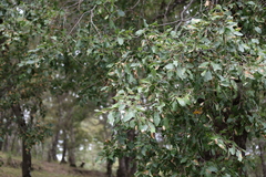 (c) Grzegorz Grzejszczak, some rights reserved (CC BY-SA) Nothofagus obliqua, photograph (c) Grzegorz Grzejszczak, some rights reserved (CC BY-SA)