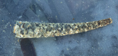 Cistenides
