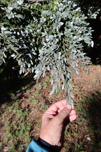Nothofagus dombeyi, photograph 5
