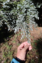 Nothofagus dombeyi, photograph (c) Grzegorz Grzejszczak, some rights reserved (CC BY-SA)