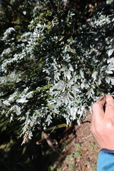 Nothofagus dombeyi