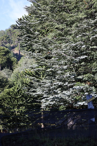 Nothofagus dombeyi, photograph 2