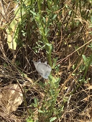 Celastrina echo