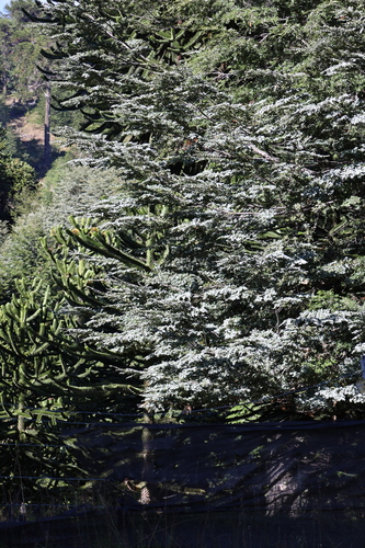 Nothofagus dombeyi, photograph 3