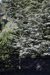 Nothofagus dombeyi, photograph (c) Grzegorz Grzejszczak, some rights reserved (CC BY-SA)