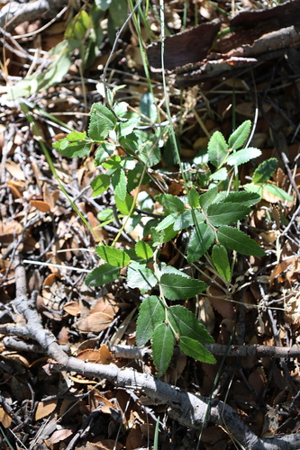Nothofagus dombeyi, photograph 4