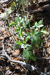 Nothofagus dombeyi, photograph (c) Grzegorz Grzejszczak, some rights reserved (CC BY-SA)