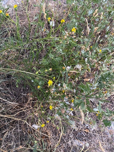 Narrow-leaved Ragwort