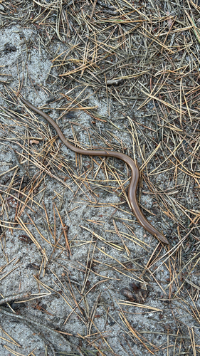 Eastern Slowworm