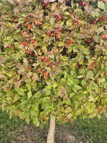 Cornelian cherry