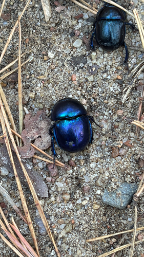 Springtime Dung Beetle