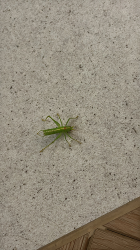 Southern Oak Bush-cricket