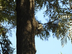 Dryobates mixtus