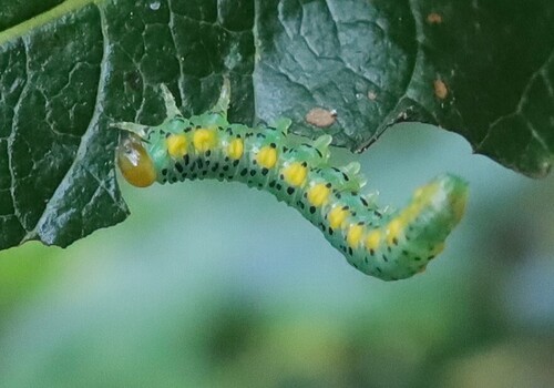 Euura bohemani