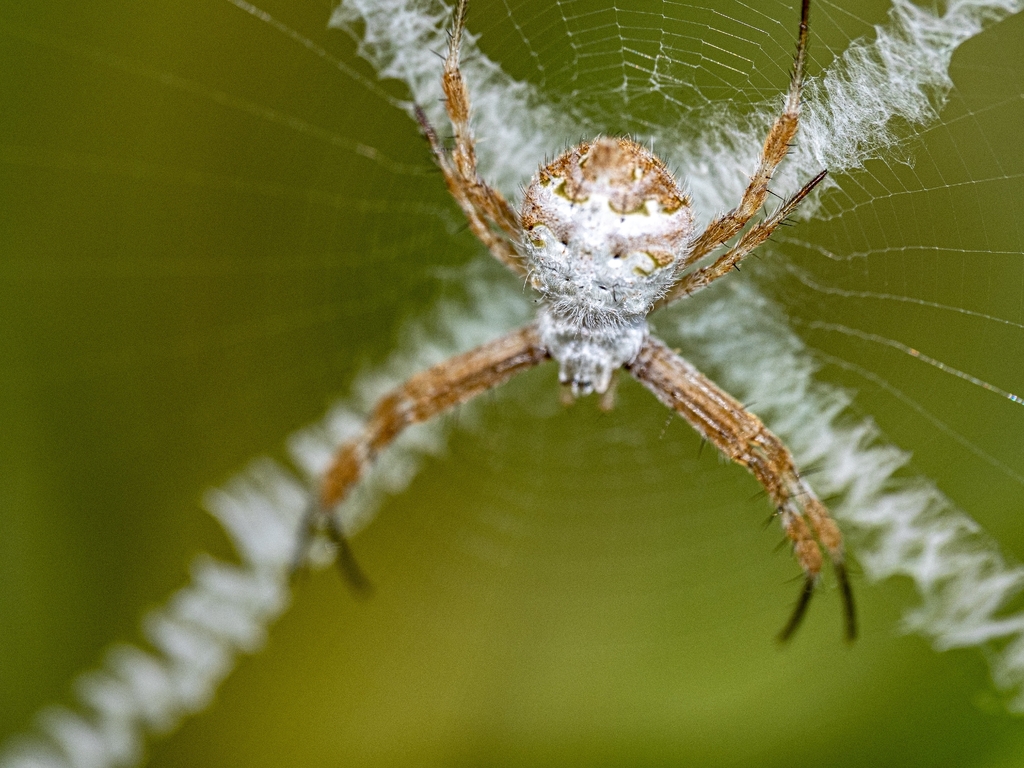 Argiope comorica