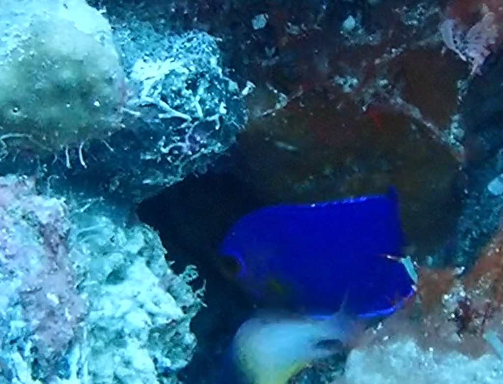 Cherubfish