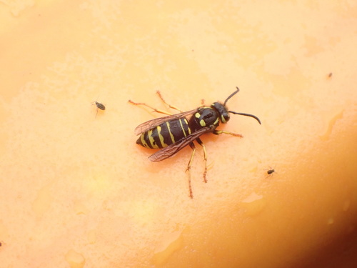 Widow Yellowjacket