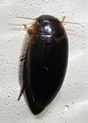 Copelatus chevrolati