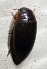 Copelatus chevrolati