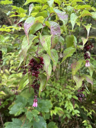 Himalayan honeysuckle