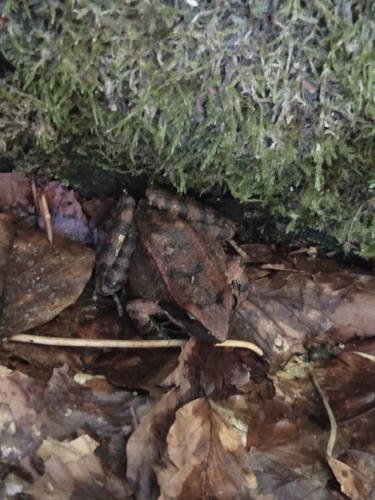 Italian Stream Frog