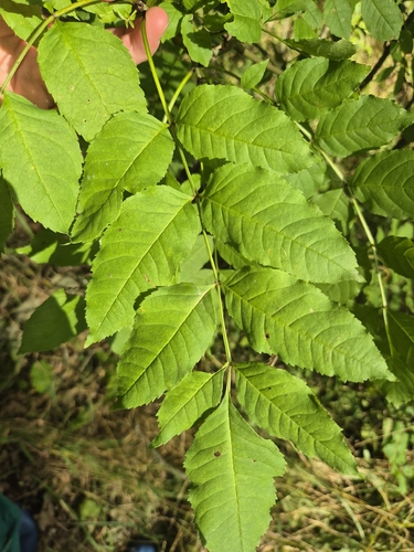 European ash