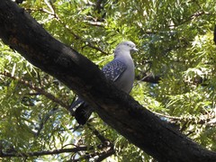 Patagioenas maculosa