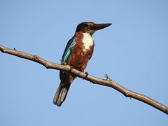 Halcyon smyrnensis