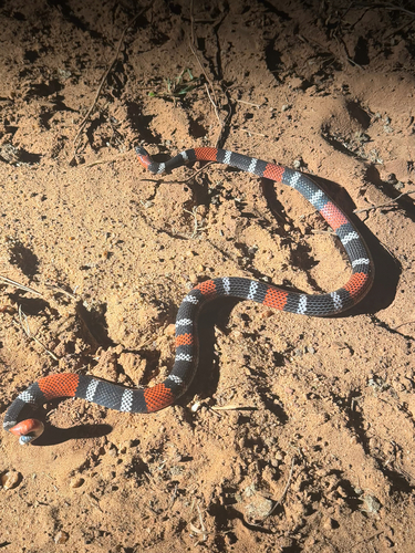 Photo of a Pantanal Coral Snake (Micrurus tricolor)