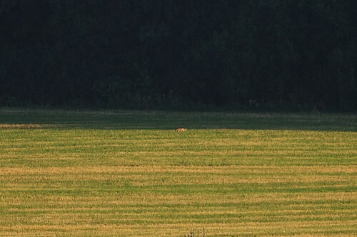 Red Fox
