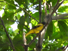 Oriolus xanthornus