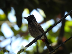Pycnonotus cafer