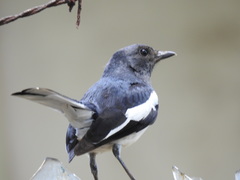 Copsychus saularis