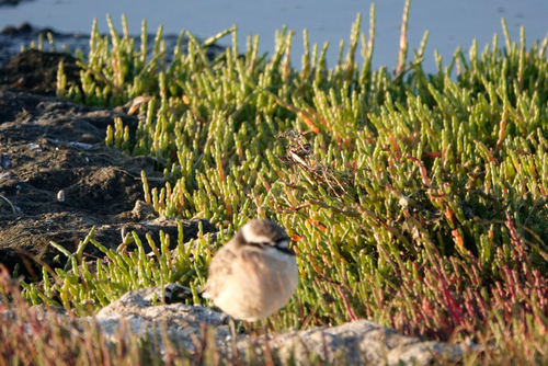 iNaturalist image