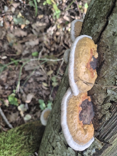 Red-banded Polypore