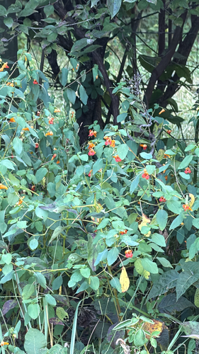 common jewelweed