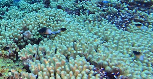 Bicolor Damselfish