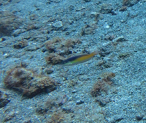 Yellowhead Wrasse