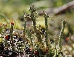 Cladonia