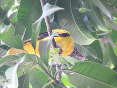 Oriolus xanthornus