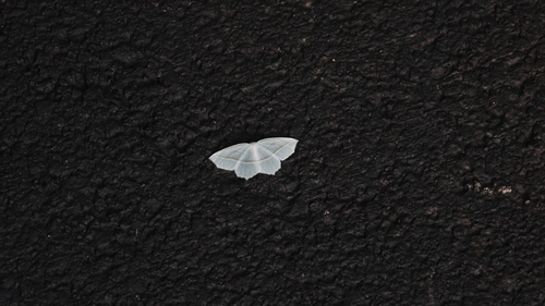 Pale Beauty