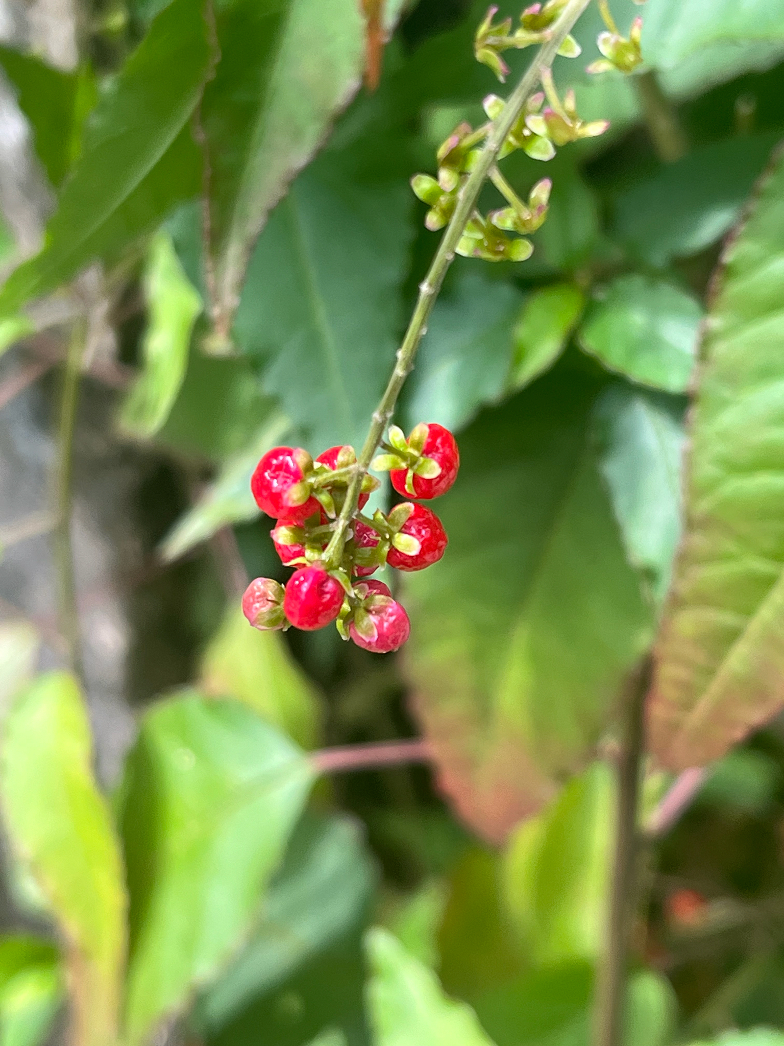 Rivina humilis — ảnh 3