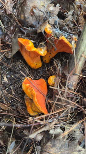 lobster mushroom