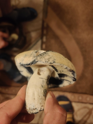 Cornflower Bolete