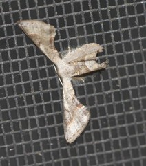 Phazaca leucocephala