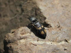 Selatosomus suckleyi