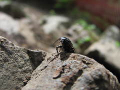 Selatosomus suckleyi