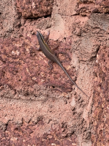 African Five-lined Skink