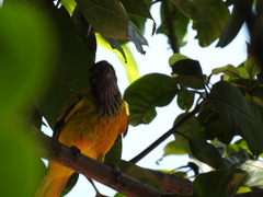 Oriolus xanthornus